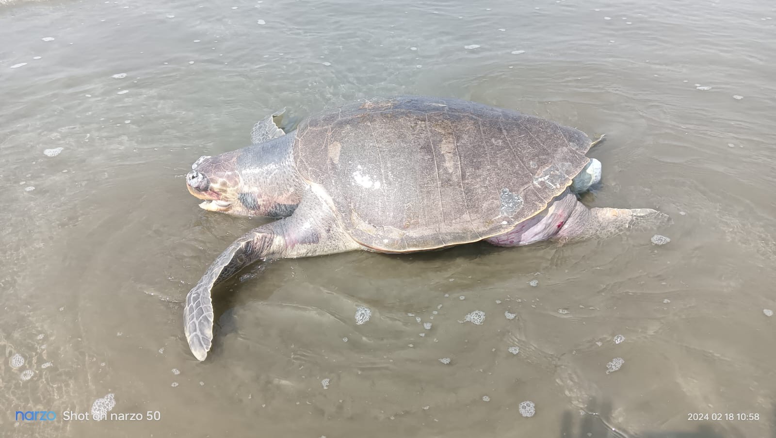 After laying 566 eggs, five mother turtles went back to water