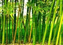 By far, bamboo is not nearly as delicate as it would seem. Recall the wise words of a legendary Jedi Master: "Size is irrelevant. Examine me. Do you judge me based on my size? 