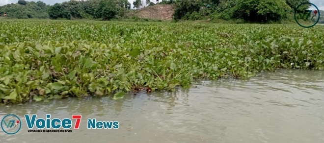 It poses serious threats to the aquatic microecosystem and humans alike.