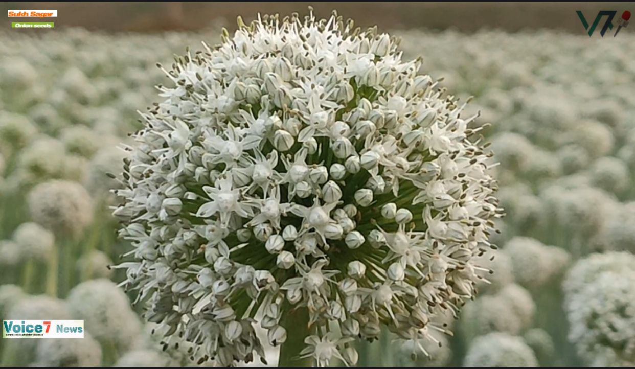 Meherpur's farmers profit from producing Sukh Sagar onion seeds