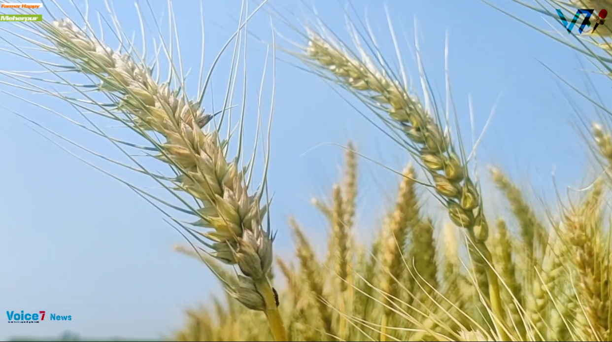 Target Exceeded: Bumper Yield Wheat Cultivation of Meherpur district in Bangladesh