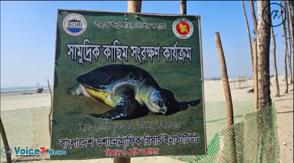 Program for collecting sea turtles in Bangladesh's "Bori" Cox's Bazar