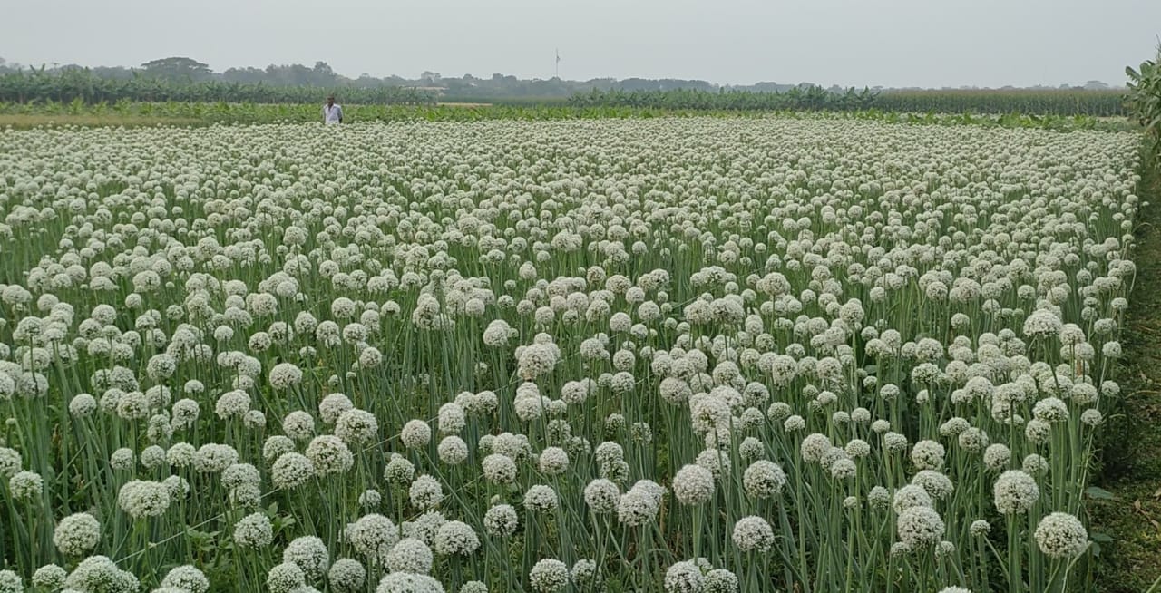 Buying seeds doesn't have to entail seed fraud or cost money. The same location is used to grow seeds and onions.     Photo-voice7news