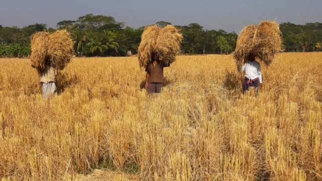 Rajshahi Farmers Face Low Aman Paddy Prices as Govt Launches Procurement Drive