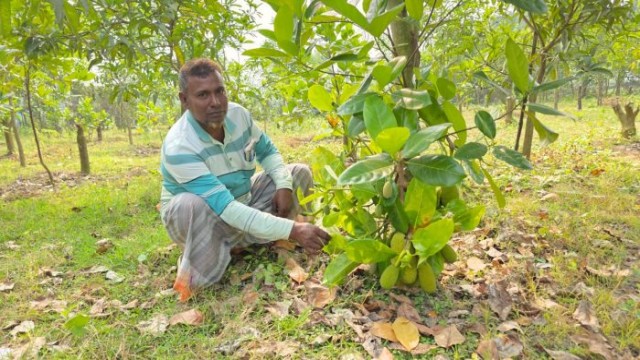Rajshahi Farmer Aminul Islam Turns Education into Agricultural Success