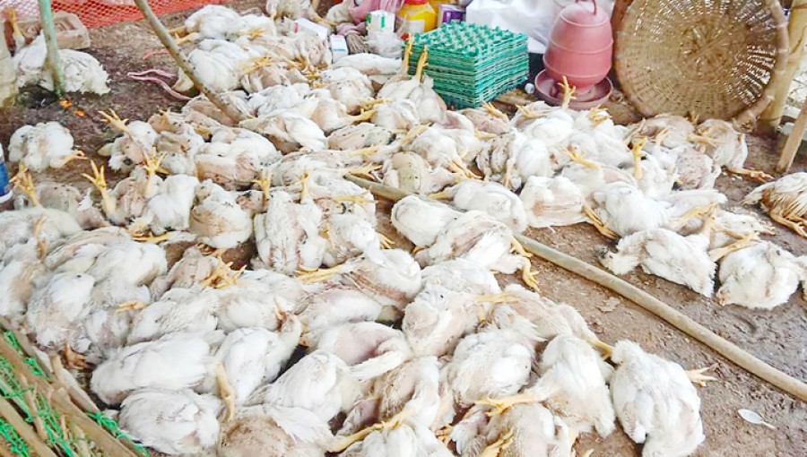 Extreme heatwave poses a concern to poultry farmers in Rajshahi 