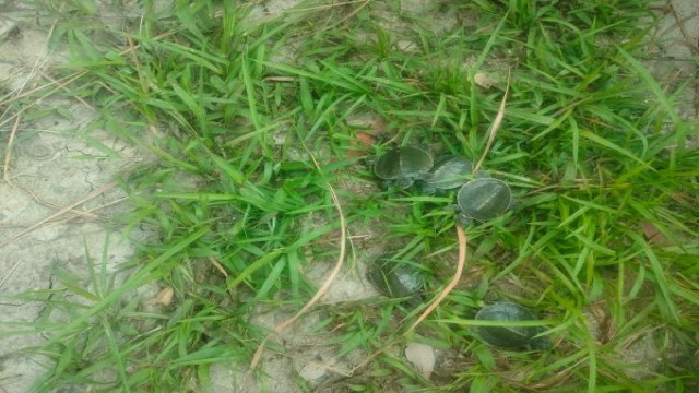 New life: 65 Batagur Baska hatchlings emerge from the sands of Karamjal.
