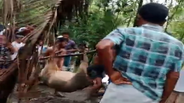 The cow killed by a tiger in Kochubunia village near the Sundarbans was recovered by local residents. (Photo: Local Source)