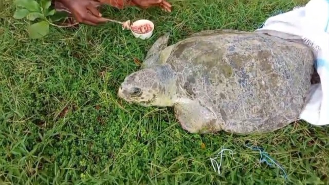 An injured freshwater turtle, found floating with a severed leg in the Chunokuri River, receives emergency care from Bangladesh Coast Guard members before being handed over to the forest department for rehabilitation.
