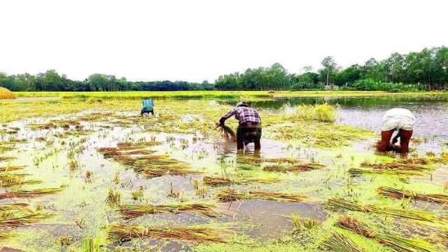 Farmers in Nalchiti race against time to salvage ripened Boro paddy submerged in rainwater following late-season storms.