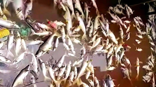 Fish Poisoning in Pond Causes Tk 10 Lakh Loss in Jhalakathi