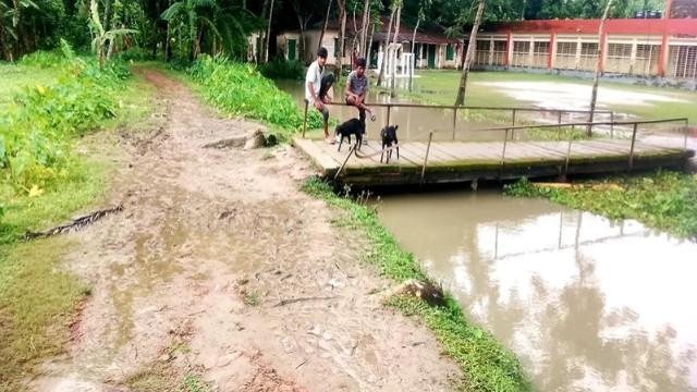 Students wade through muddy paths in Rama Badak village of Jhalokathi’s Rajapur upazila, as the only access road to their schools remains in poor condition for years.