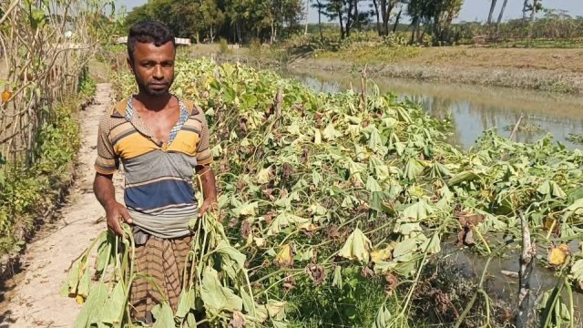 Miscreants Destroy Over 100 Bottle Gourd Trees in Jhalokathi, Farmers Suffer Losses