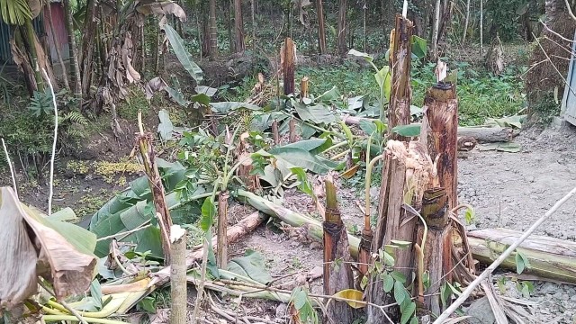 Over 200 Trees Cut in Rajapur Land Dispute, Farmer Files Complaint
