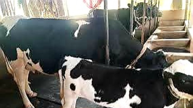 Six Cows Stolen from UP Member’s House in Rajapur