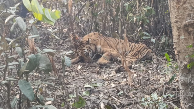 Trapped Tiger Rescued from Sundarbans, Taken to Khulna for Treatment
