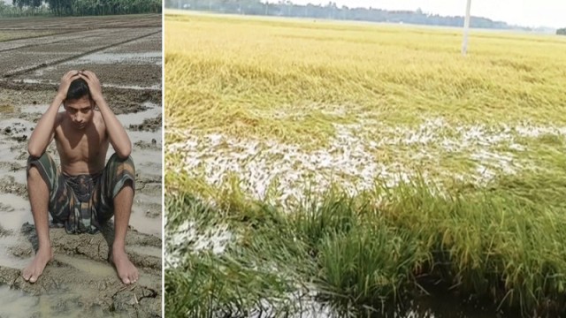 Heavy Rains Flood Fields & Fish Ponds, Rajshahi Farmers Face Severe Losses