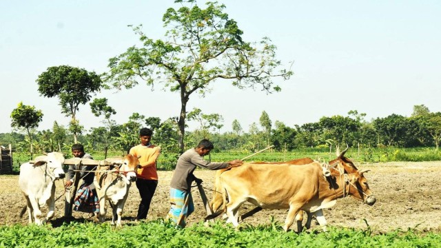 Ox-Plough Farming Disappears as Modern Machinery Takes Over in Rajshahi