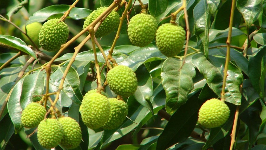 Expecting more Litchi acreage in Rajshahi will lead to a bumper