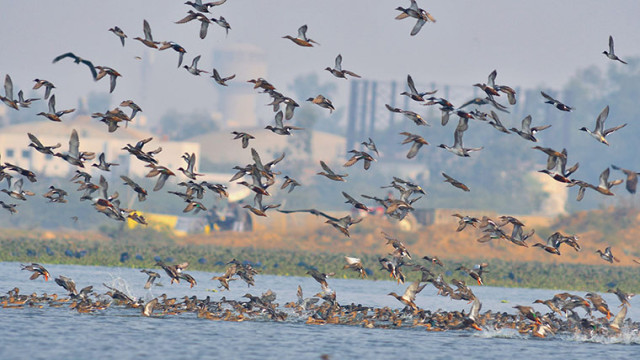 Climate Change Reshapes Bird Migration, Threatening Ecosystems and Food Security