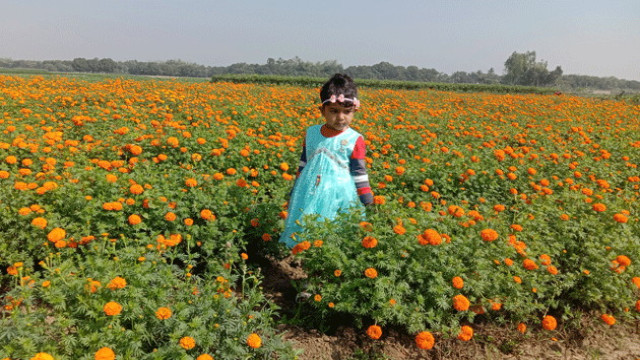 Jafar Iqbal’s flower farm in full bloom, ready for special events like Valentine’s Day, when his flowers are in high demand.