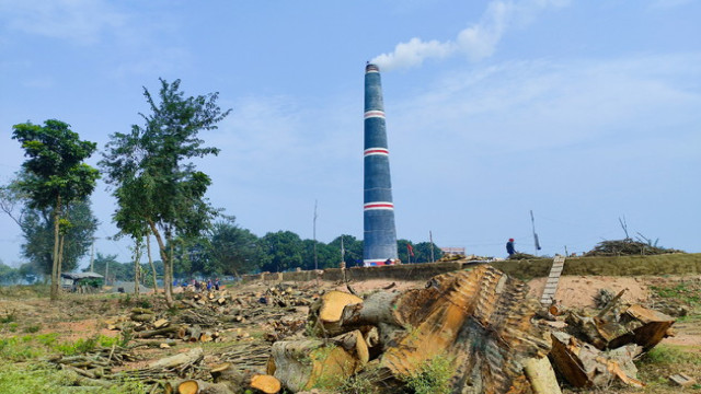 Large stacks of illegally cut wood being burned at a Mohanpur brick kiln.