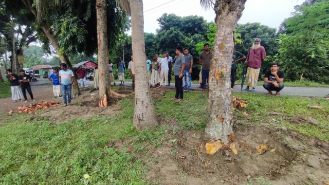 Workers seen cutting down trees in front of Atalanka High School in Chatmohar, Pabna, amid a dispute over alleged unauthorized removal without official permission.