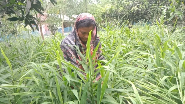 Chandopara Becomes Rajshahi’s “Ginger Village” Through Women-Led Agriculture