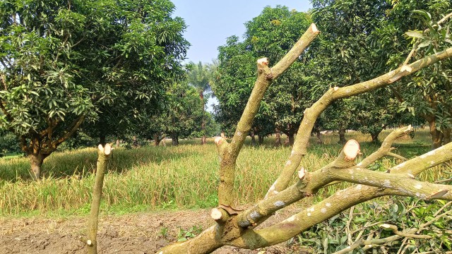 Rajshahi Mango Farmers Abandon Orchards Amid Falling Prices