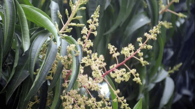 Early Mango Blossoms Appear in Rajshahi Amid Optimism for Good Harvest