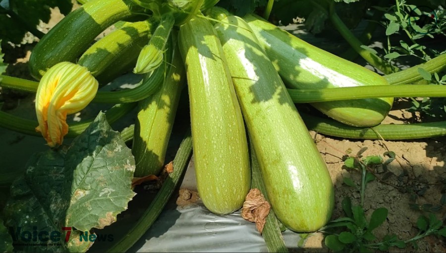 "Squash" becoming popular among farmers in Meherpur