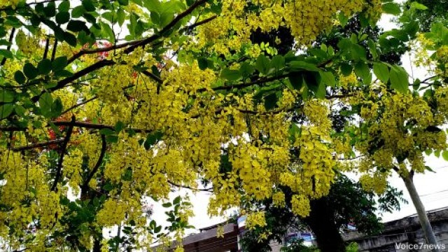 Golden Sonalu flowers dance in the Baisakhi breeze, lining Khagrachari’s scenic roads.