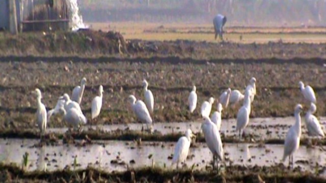 "A glimpse of the once abundant local birdlife in Tanore, now dwindling due to excessive pesticide use and urbanization."