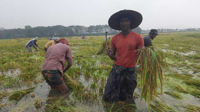 Rajshahi Farmers Struggle to Harvest Boro Rice Amid Knee-Deep Waterlogging