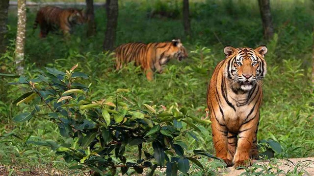 Tiger in Sundarban