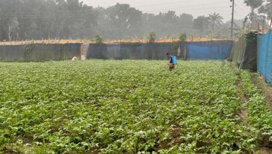 Farmers in Rajshahi struggle with a severe fertilizer shortage during the peak potato farming season, leading to inflated prices and disrupted crop cultivation. Despite the government's fertilizer allocation, limited supply and market manipulation have left many farmers unable to plant their crops on time.