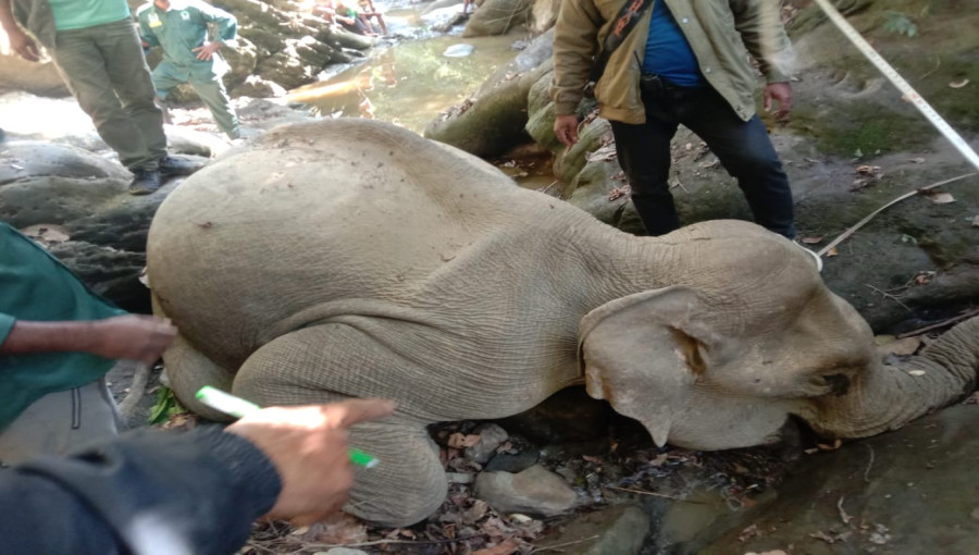 "Tragic Discovery: A wild elephant, aged 8-10 years, found dead on a mountain ridge in Teknaf's Hnila Bit hills. Authorities suspect a fall from a cliff as the cause."