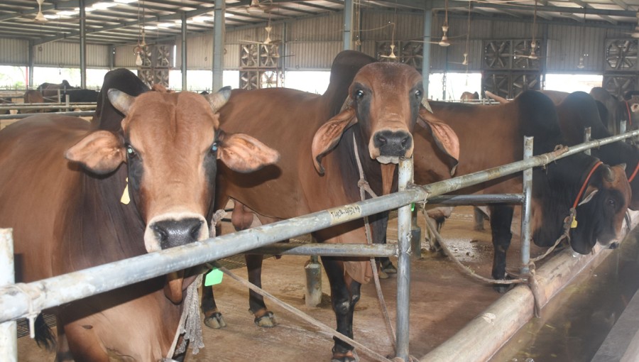 More Than 450,000 Animals Ready For Sacrifice in Rajshahi