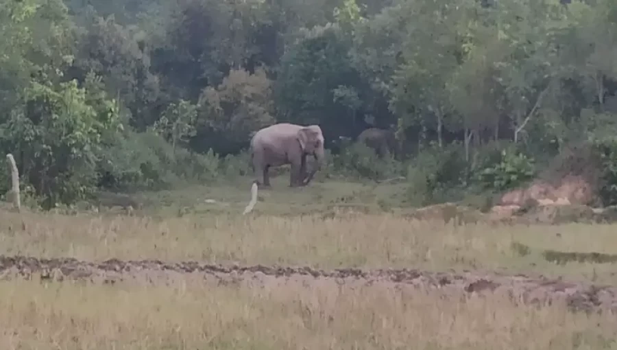 Farmer killed by wild elephants in Sherpur