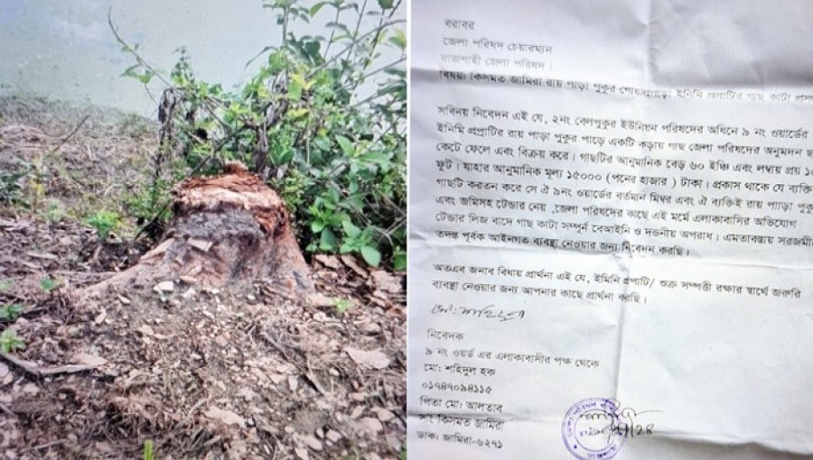 Allegations Against UP Member for Illegal Tree Cutting in Puthia