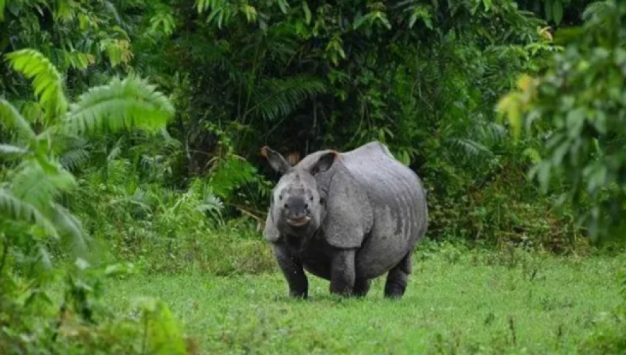 Floods Devastate Assam's Kaziranga National Park, Killing Over 130 Wild Animals