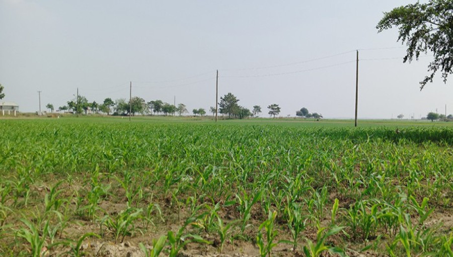 Agricultural Prosperity in Rajshahi's Padma River Pastures: A Model of Sustainable Farming