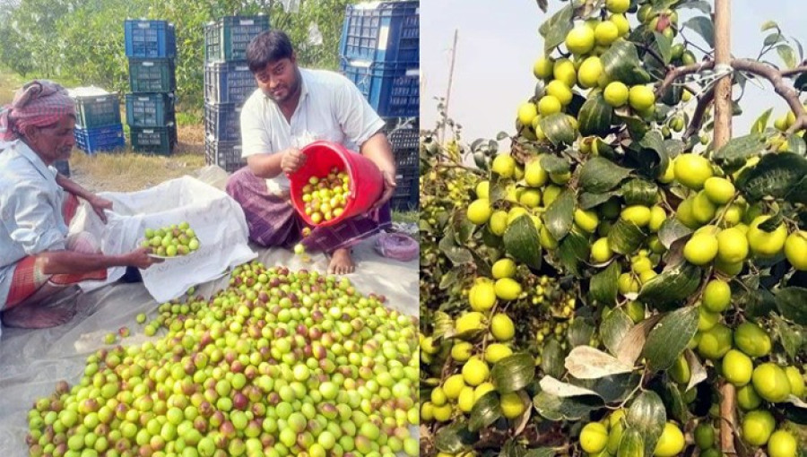 Once barren, 5,286 hectares in Rajshahi are now flourishing with plum farming, boosting local economies and providing opportunities for unemployed youth.