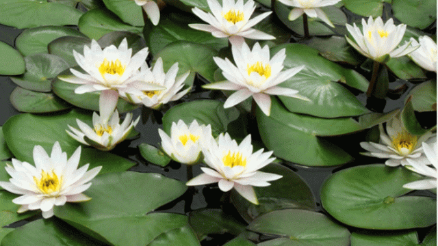 Shapla Flower, Bangladesh National Symbol