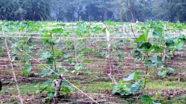 "Farmers in Rajshahi use the 'Macha' method to grow vegetables, leading to higher yields and reduced pest attacks." (Photo: V7N)