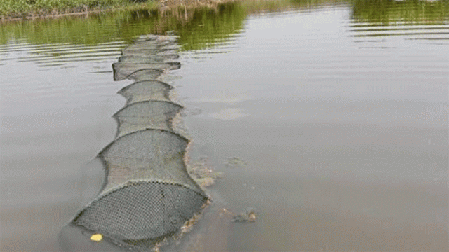 Banned Chinese trap nets set underwater in the Shib River, Rajshahi, trap fish fry and various aquatic species, threatening local biodiversity and fishermen’s livelihoods.