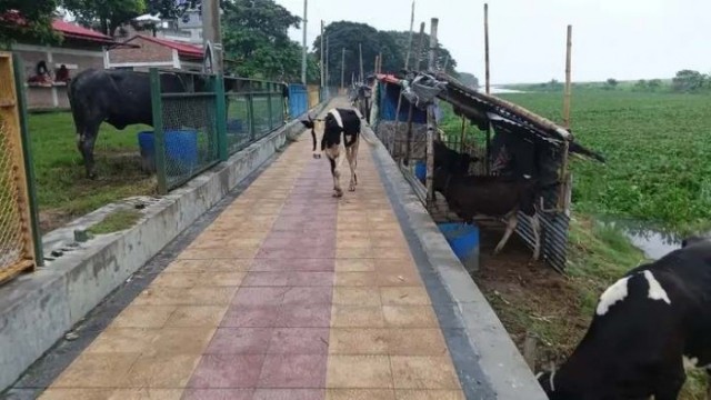 Cattle roam freely inside Rajshahi’s Lalon Shah Park, turning the once-popular public space into an unsanitary grazing ground, as waste and foul odor drive away visitors.