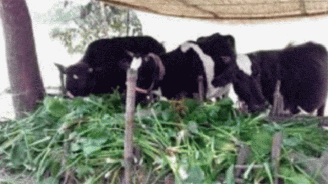 Cattle Fodder Crisis in Rajshahi Puts Farmers, Livestock Owners in Distress