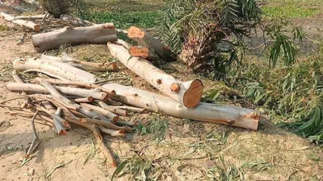 UP Member Accused of Illegally Cutting Govt-Owned Trees in Rajshahi