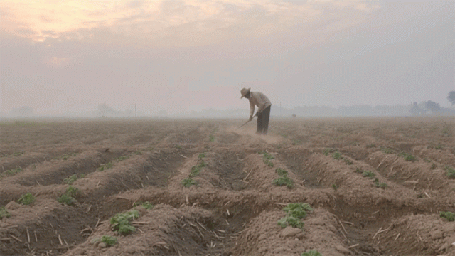 Potato Farming Reaches Record Level in Rajshahi’s Godagari Barind Region